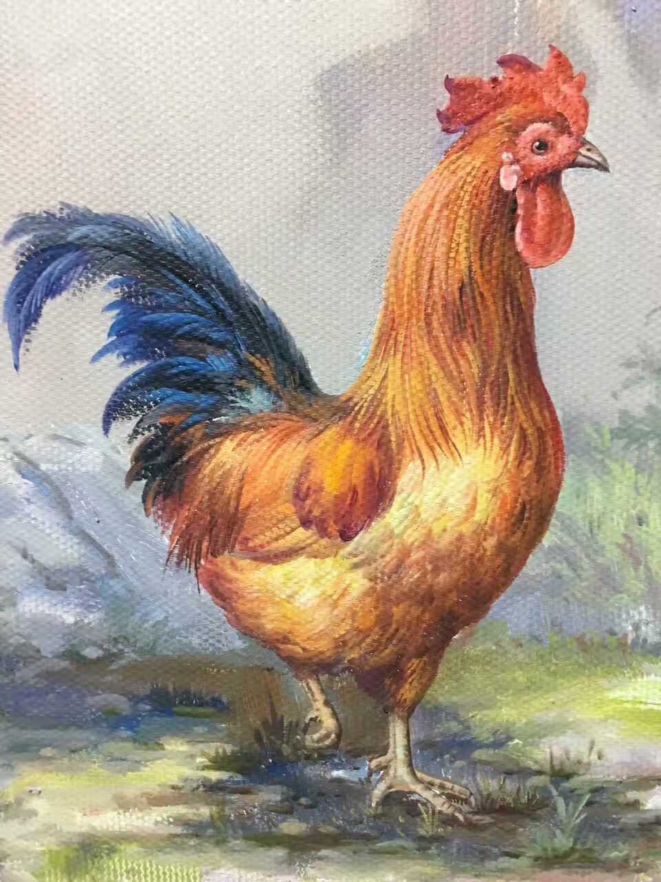 动物