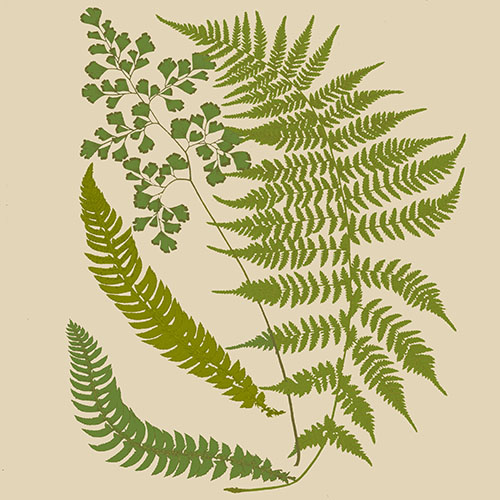 花卉